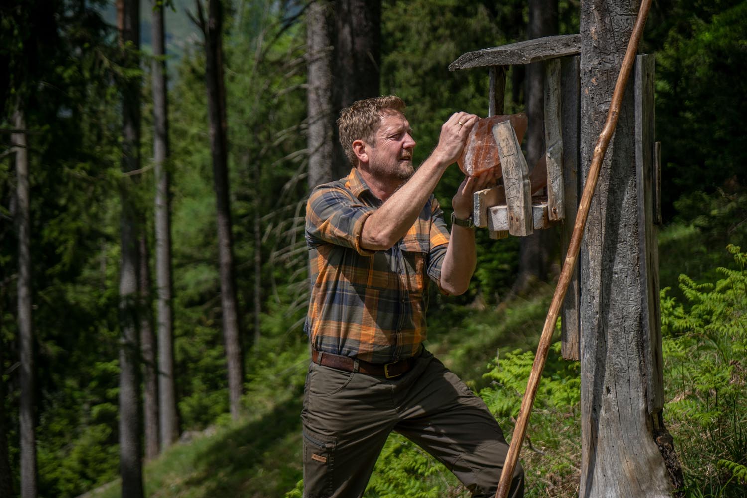Mann an Salzlecke im Wald Jäger in Karohemd installiert Salzlecke